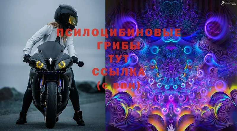 кракен как войти  Серов  Галлюциногенные грибы Psilocybe 